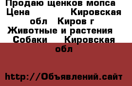 Продаю щенков мопса › Цена ­ 18 000 - Кировская обл., Киров г. Животные и растения » Собаки   . Кировская обл.